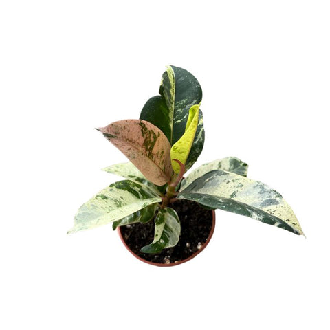 Ficus "Shivereana Moonshine" - 3.5" Pot