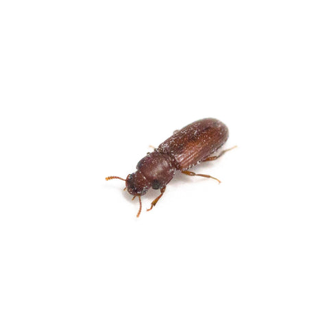 Confused Flour Beetles (Tribolium confusum) Cultures