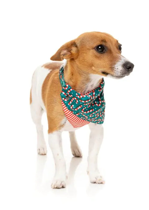 FuzzYard Pet Bandana