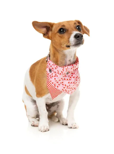 FuzzYard Pet Bandana