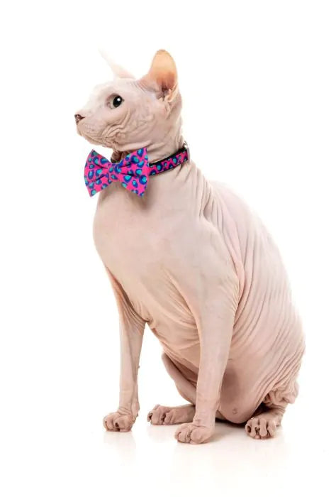 FuzzYard Cat Fashion Pack