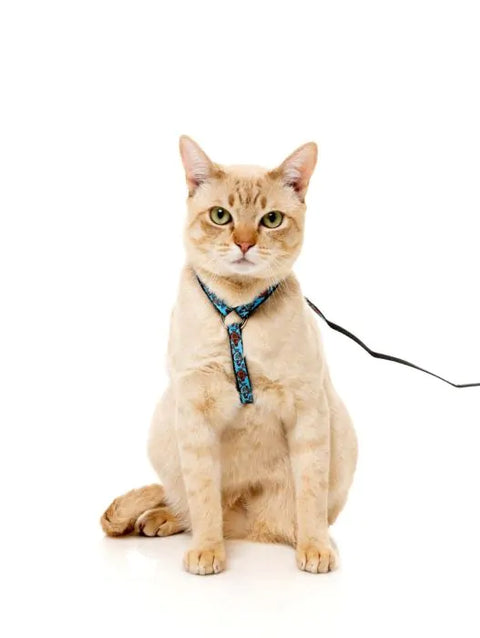 Cat Clothing & Collars