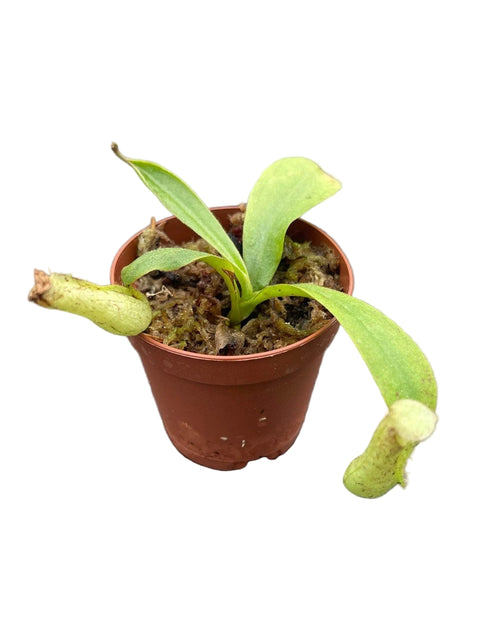 Nepenthes dyeriana - Pitcher Plant