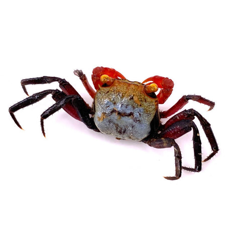 Vampire Crab - Assorted