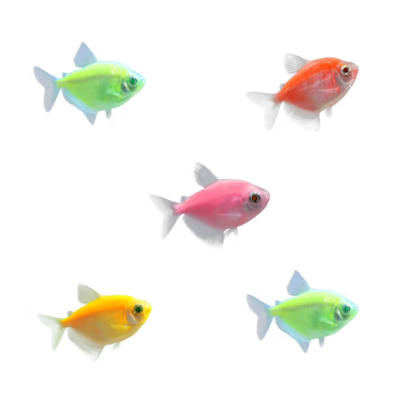 GloFish White Skirt Tetra - Assorted Colours