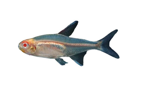 Albino Glowlight Tetra