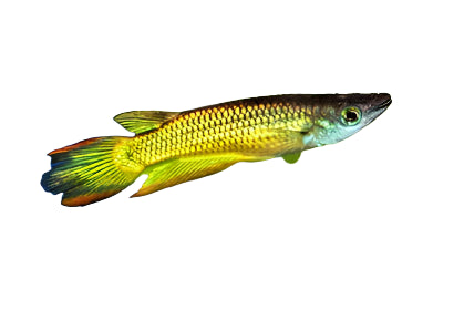 Golden Wonder Killifish