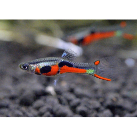 Representative Endler guppy with red and black markings