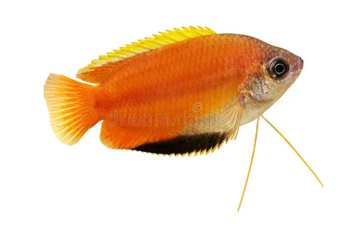 Golden Honey Dwarf Gourami