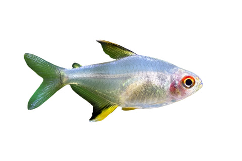 Lemon Tetra