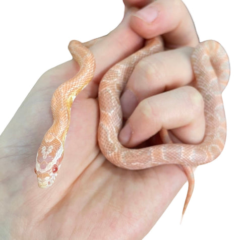 Adult Creamsicle Corn Snake