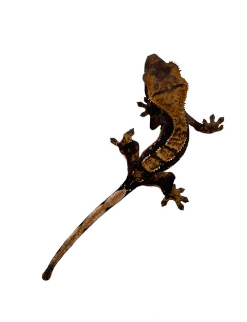 Juvenile Crested Gecko
