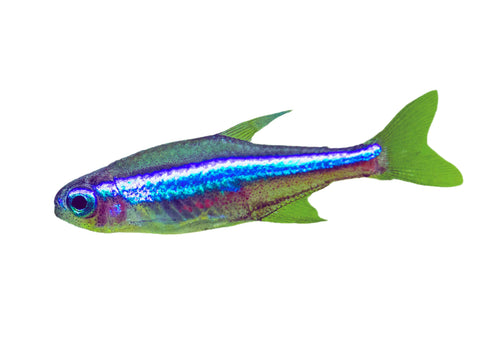 Green Neon Tetra