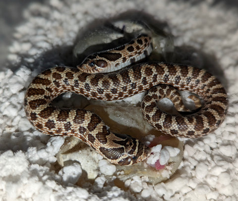 Western Plains Hognose