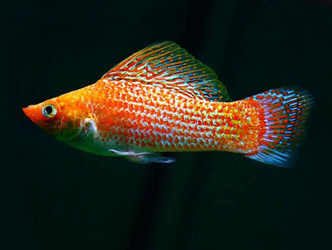 Sailfin Molly - Assorted