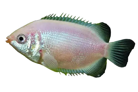 Pink Kissing Gourami