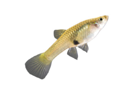 Guppy - Female