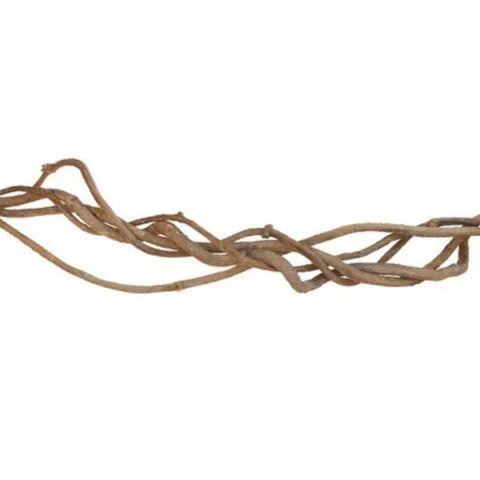 Tropical Vine - 4-6"