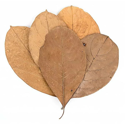 Leaf Litter - Jackfruit Leaves Small