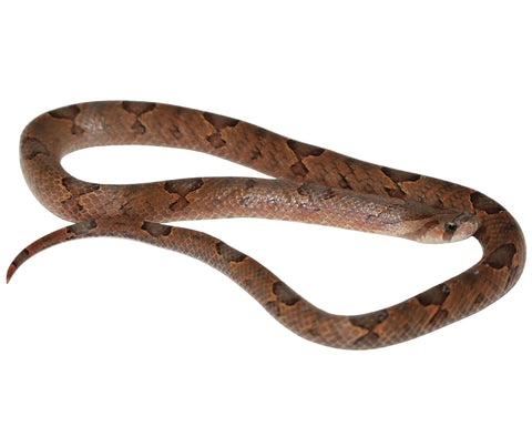 Brown Kukri Snake