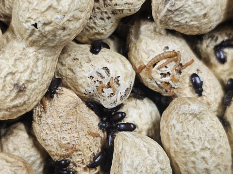 Peanut beetles (Palembus dermestoides) Culture