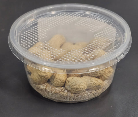 Peanut beetles (Palembus dermestoides) Culture