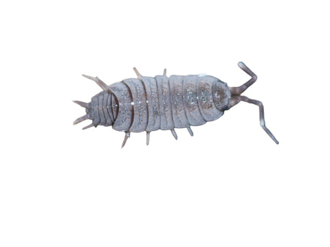 Isopods