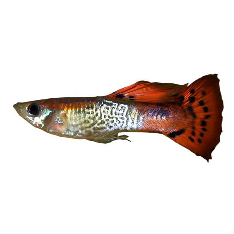 Guppy - Male