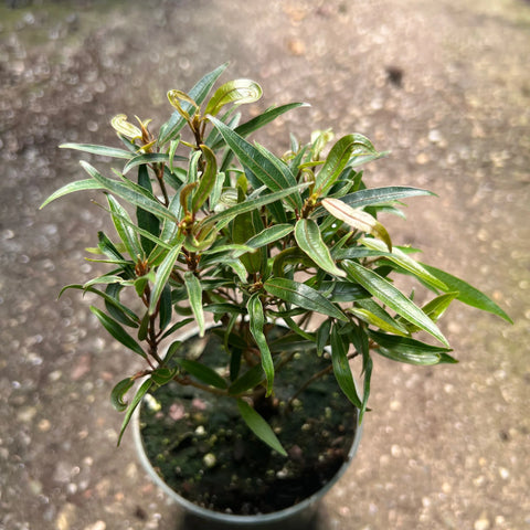 Ficus mexicana bonsai