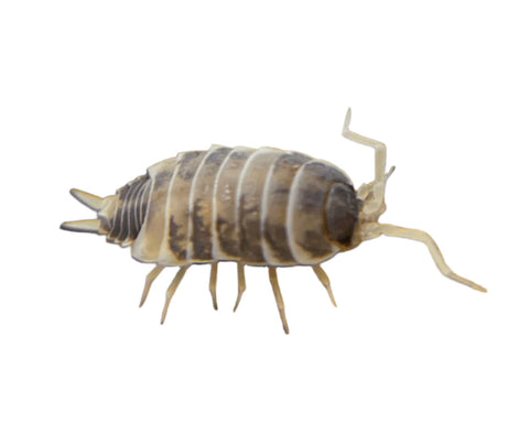 Isopods