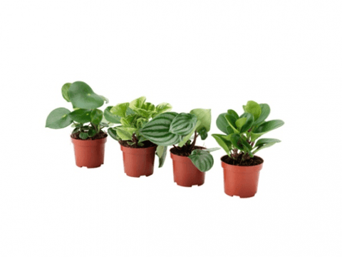 Assorted Peperomia sp.