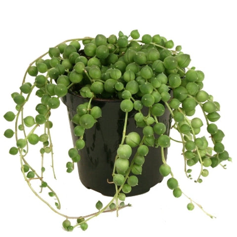 String of Pearls