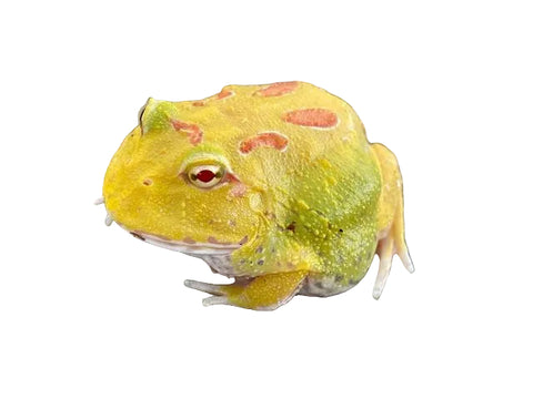 Juvenile Pac-Man Frog
