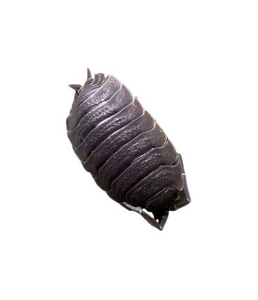Isopods