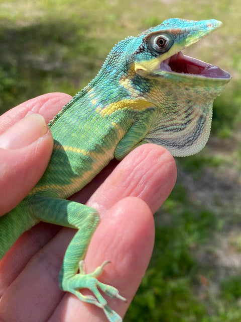 Blue Beauty Anole Adult Male