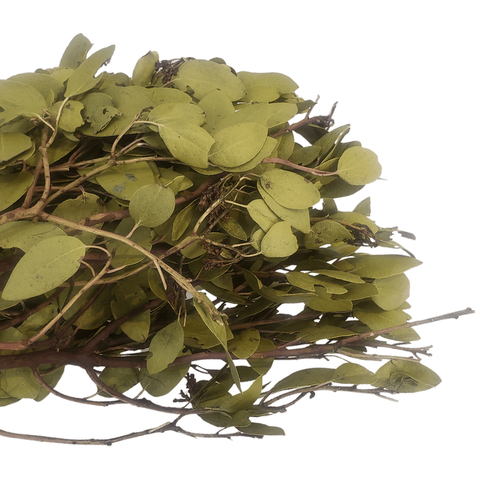 Leaf Litter - Manzanita