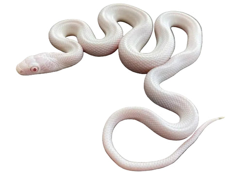 Albino Leucistic Texas Rat Snake