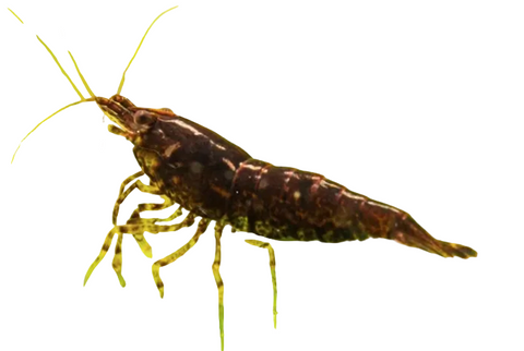 Neocaridina Dwarf Shrimp