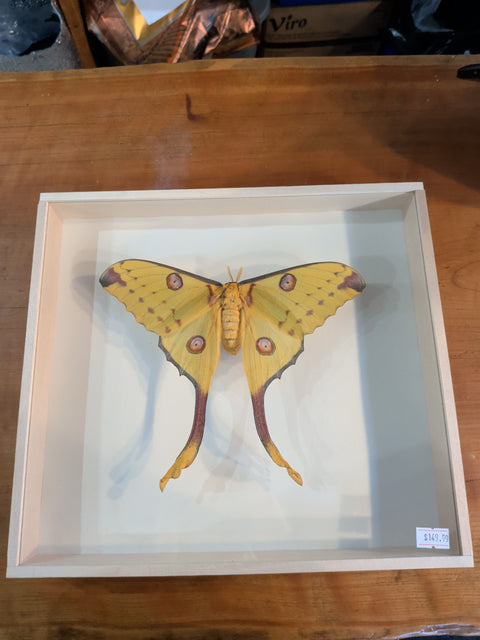 Framed Insects