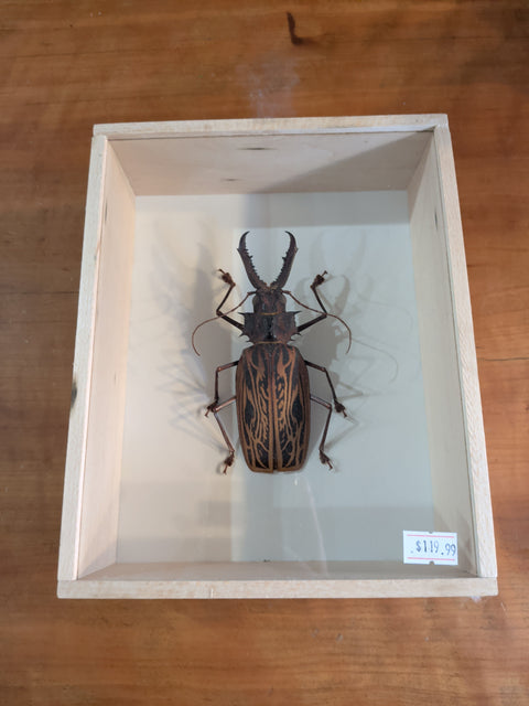 Framed Insects