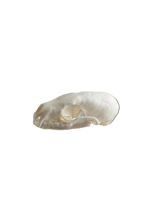 Animal Skulls