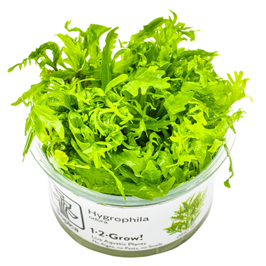 Hygrophila Odora 'Difformis' (1-2-Grow!)