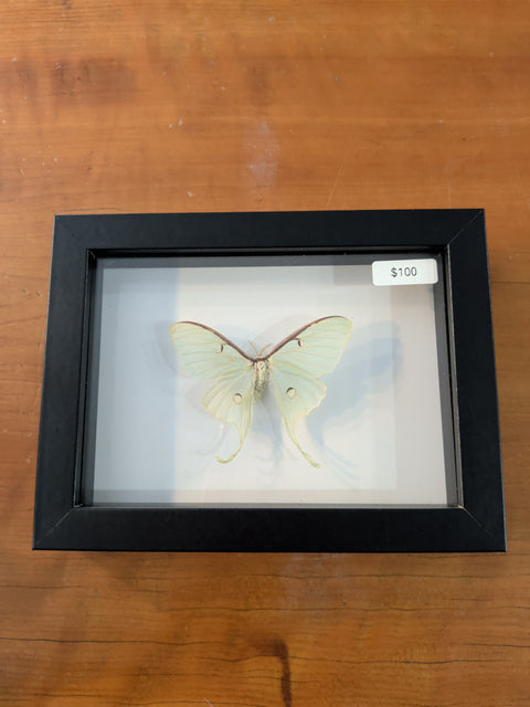 Framed Insects