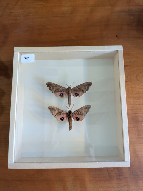 Framed Insects
