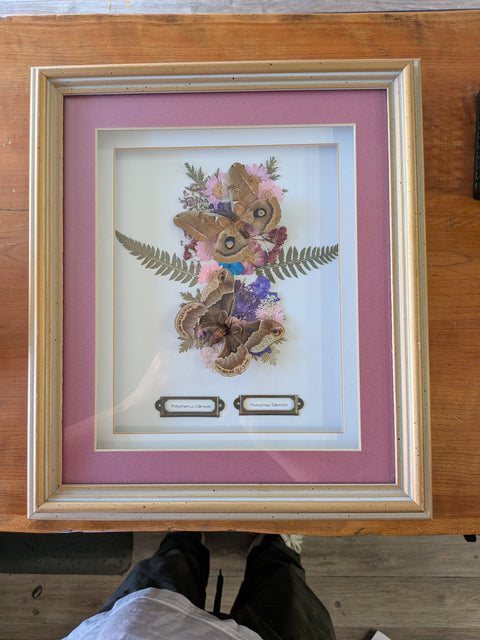 Framed Insects