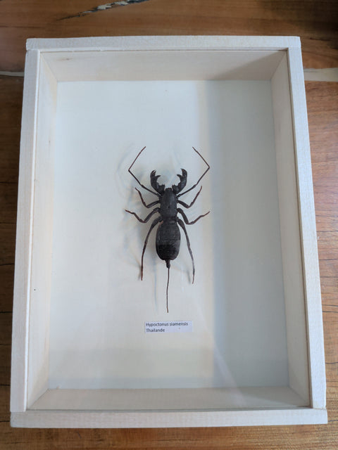 Framed Insects