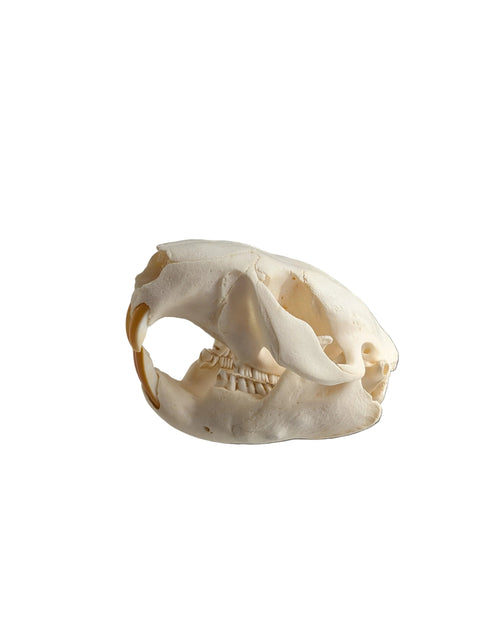 Animal Skulls