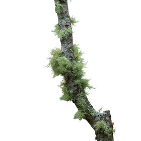 Mossy Ghalo Branch 10-12" (3/Pack)