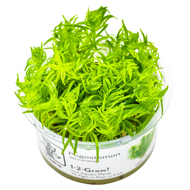Hottonia Palustris (1-2-Grow!)