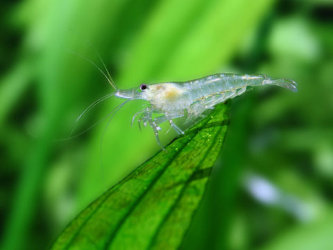 Amano Shrimp